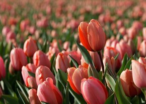 Rood roze tulp in tulpenveld OT