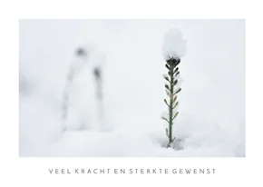 Sterkte kaart met natuurfoto van plantje in de sneeuw 