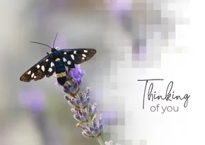 Sterkte kaart vlinder op lavendel mozaïek thinking of you