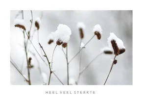 Sterkte kaart winterse natuur foto van planten in sneeuw