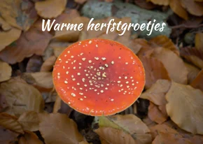 Wenskaart een herfst groet