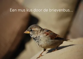 Wenskaart een mus kus door de brievenbus
