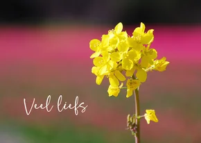 Wenskaart koolzaad in roze tulpenveld veel liefs