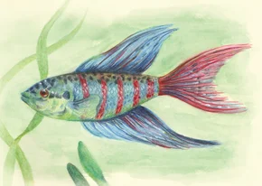 Wenskaart paradijsvis in aquarel