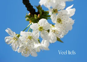 Wenskaart witte bloesem veel liefs