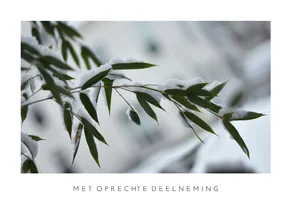 Winter condoleance kaart met foto van plant in de sneeuw