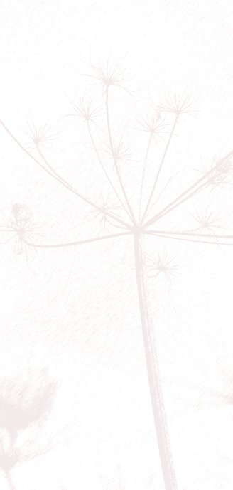 Rouwkaart met oud roze bloem silhouet 2