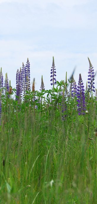 Rouwkaart paarse lupines 2