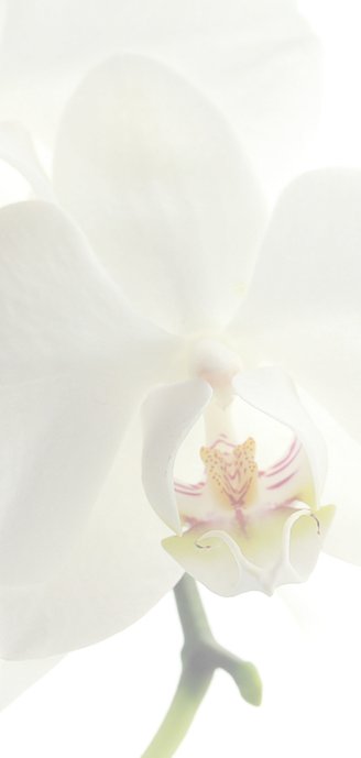 Rouwkaart witte bloemen 2