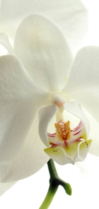 Rouwkaart witte bloemen 2