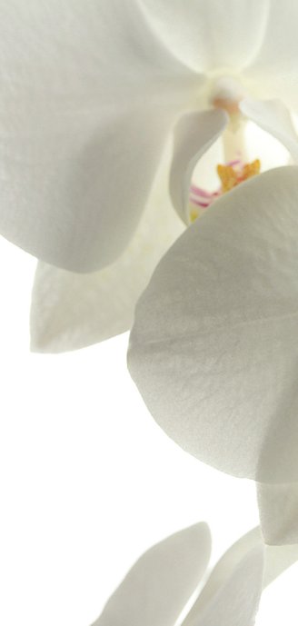 Rouwkaart witte bloemen Achterkant