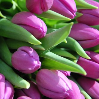 getrouwd warm schilder Paarse tulpen - Bloemenkaarten | Kaartje2go