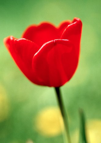 Ambitieus vorst Visser Rode Tulp - Bloemenkaarten | Kaartje2go