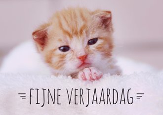 Verjaardag Kat Stockfoto S Rechtenvrije Verjaardag Kat