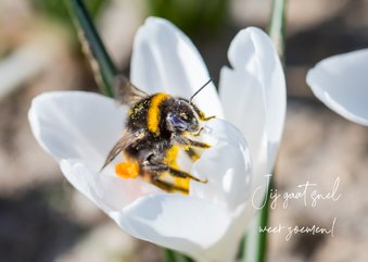 Beterschapskaart krokus en kleurige aardhommel