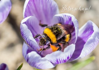 Beterschapskaart met bloem en grote hommel