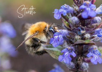 Beterschapskaart met een mooie paarse bloem en bij