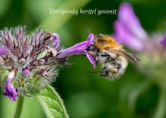 Beterschapskaart met paarse bloem en een mooie bij