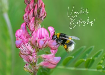 Beterschapskaart met paarse bloem en gestreepte bij