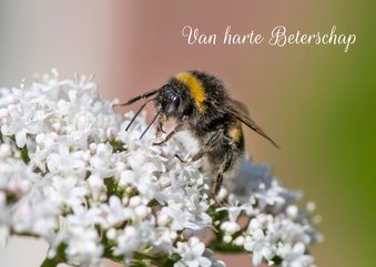 Beterschapskaart met valeriaanbloem en een hommeltje