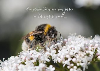 Beterschapskaart valeriaan bloemetje met een mooie bij 