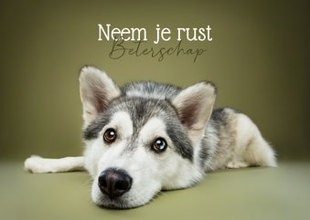 Beterschapskaart van liggend hondje met koppie op grond