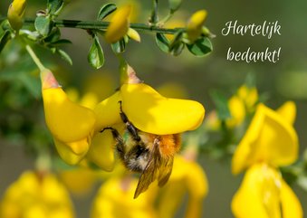 Bloemenkaart bedankt met knalgele bloemen en een bij