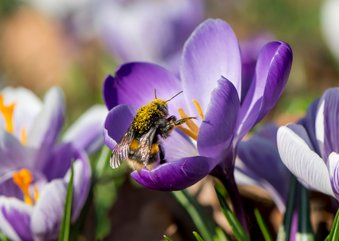 Bloemenkaart met crocussen en een mooie hommel