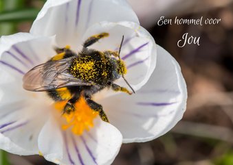 Bloemenkaart met gestreepte hommel in een crocus