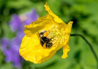 Bloemenkaart met knalgele klaproos en een mooie bij