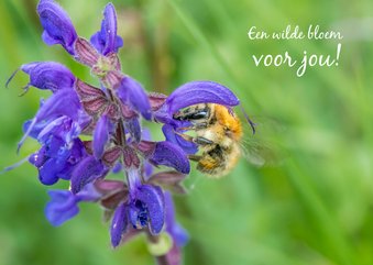 Bloemenkaart met paarse salvia en een mooie bij