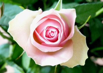 Bloemenkaart - Roze roosje