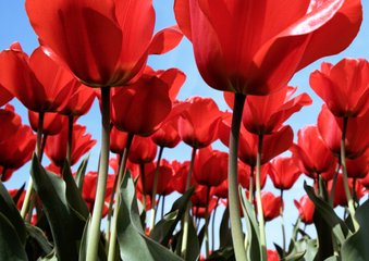 Bloemenkaart Tulpenveld - BK