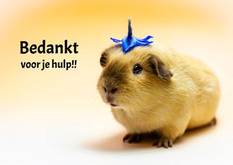 Cavia bedank kaart