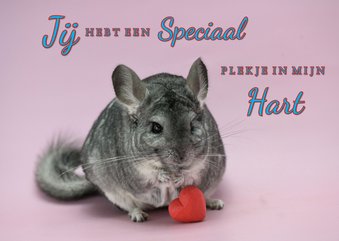 Chinchilla valentijnskaart