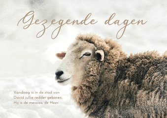 Christelijke kerstkaart schaap bijbeltekst gezegende dagen