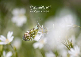 Condoleancekaart oranjetipje vlinder op witte hoornbloem