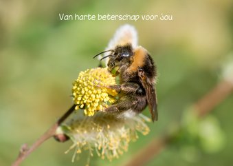 Dierenkaart beterschap vrolijke wilgenkatjes en een hommel