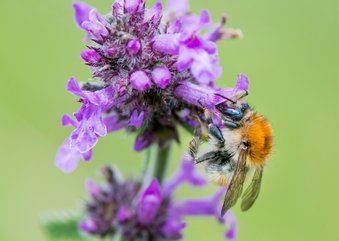 Dierenkaart bij op paarse bloem