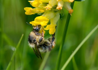 Dierenkaart een prachtige gestreepte bij op gele bloemen 