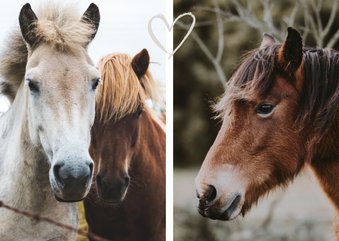 Dierenkaart met 2 foto's 