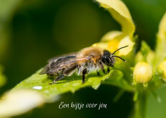 Dierenkaart met bijtje op gele bloemen