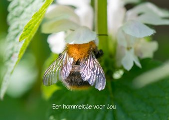 Dierenkaart met een bij in witte bloemen