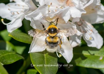 Dierenkaart met gele hommel in witte rhododendron bloem