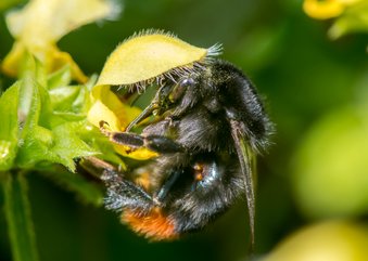 Dierenkaart met mooie hommel op gele bloemen