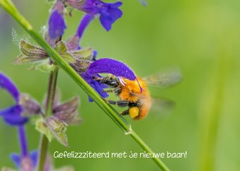 Dierenkaart met oranje hommel op paarse bloemen