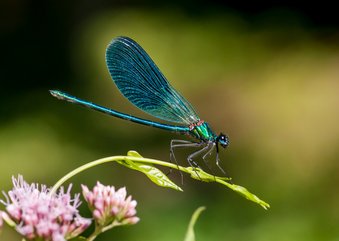 Dierenkaart met prachtige blauwe libelle op een takje