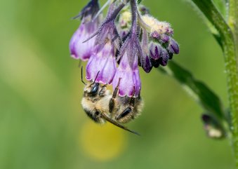 Dierenkaart met prachtige zandhommel op paarse bloem