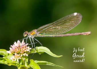 Dierenkaart met schitterende gouden libelle