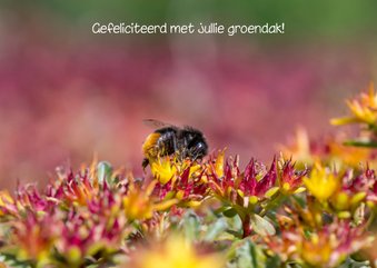 Dierenkaart mooie foto van sedum bloemen met een steenhommel